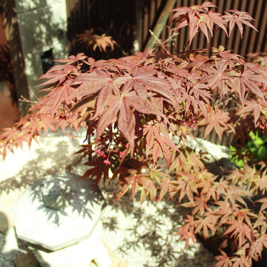 Guest House Koto Fushimi Inari Κιότο Εξωτερικό φωτογραφία